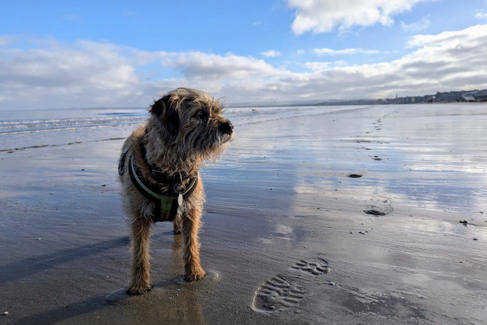 Light brown border terrier next to footprints disappearing into the distance on a beach under a cloudy blue sky.