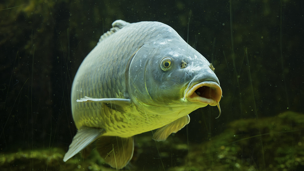 A large common carp fish pictured swimming under water. The fish is a green-ish grey colour, with light reflecting on its underbelly that appears to be a lighter colour. Its mouth is open, giving it a slightly dismayed expression. The water is clear, with green algae and plants in the background.