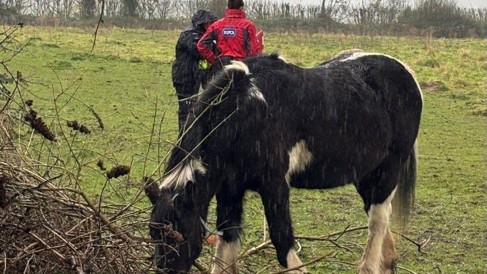 Black and white pony eating in field with two people in the background - appears to be raining heavily.