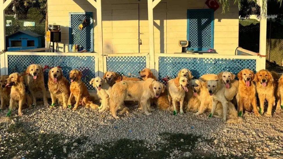 Dozens of dogs sitting and looking at the camera.