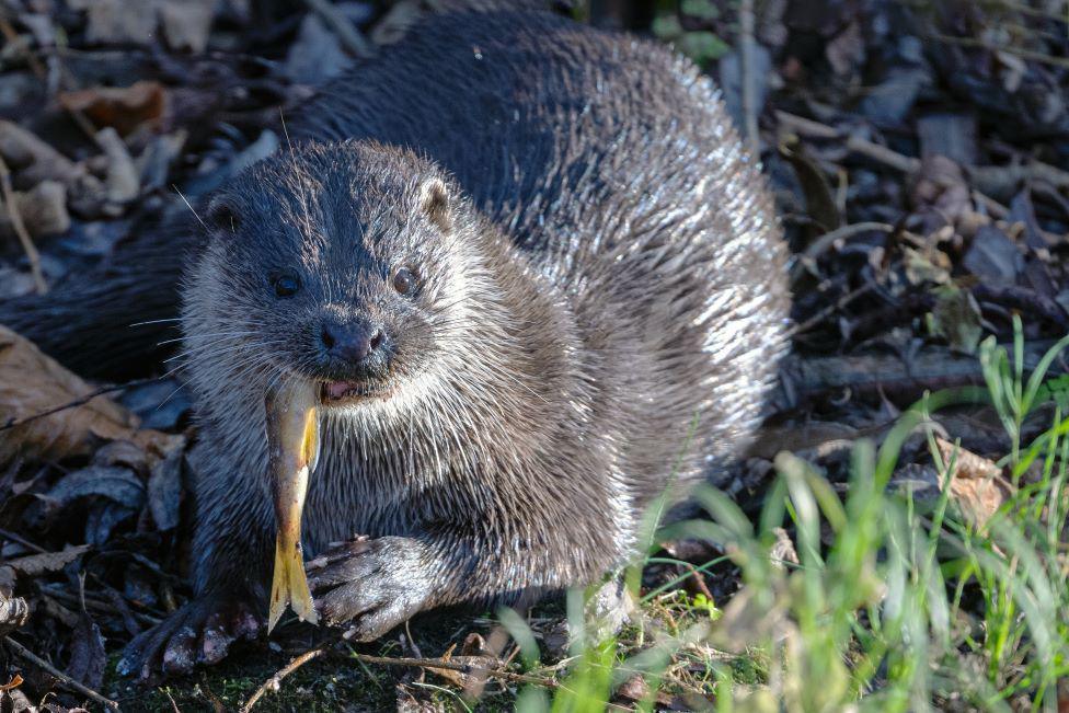 An otter with wet fur glistening in sunlight with a fish hanging out of its mouth, among twigs and grass.