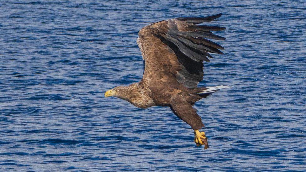 White-tailed eagle on the Isle of Mull