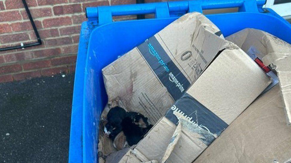 Bright blue bin with cardboard box inside and pile of kittens in corner