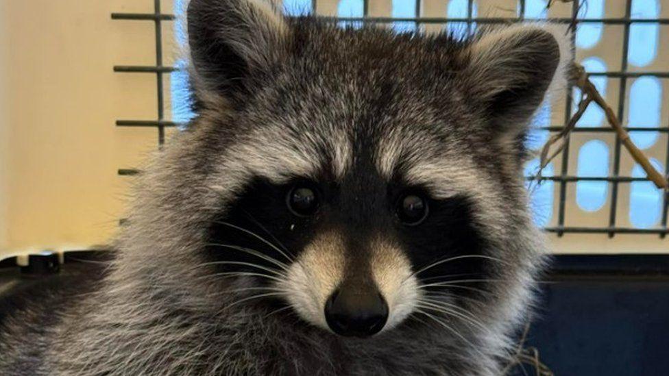 Grey, white and black raccoon looking at the camera.