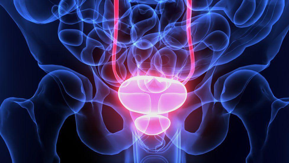 Një ilustrim i anatomisë njerëzore, me fshikëzën dhe prostatën të theksuara me të kuqe.