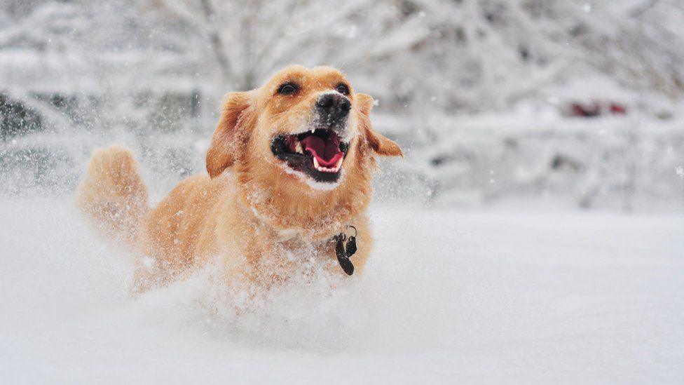 A very happy looking golden retriever runs through the snow in the park.
