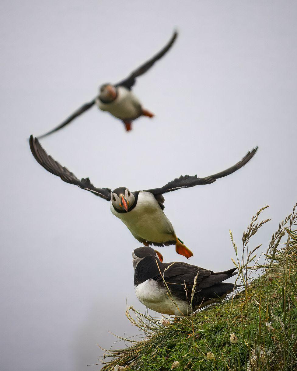 puffins