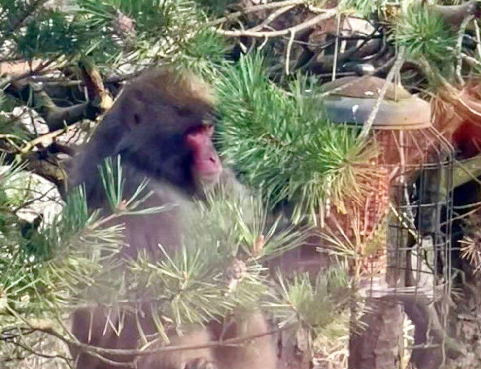 Monkey in garden in Kincraig