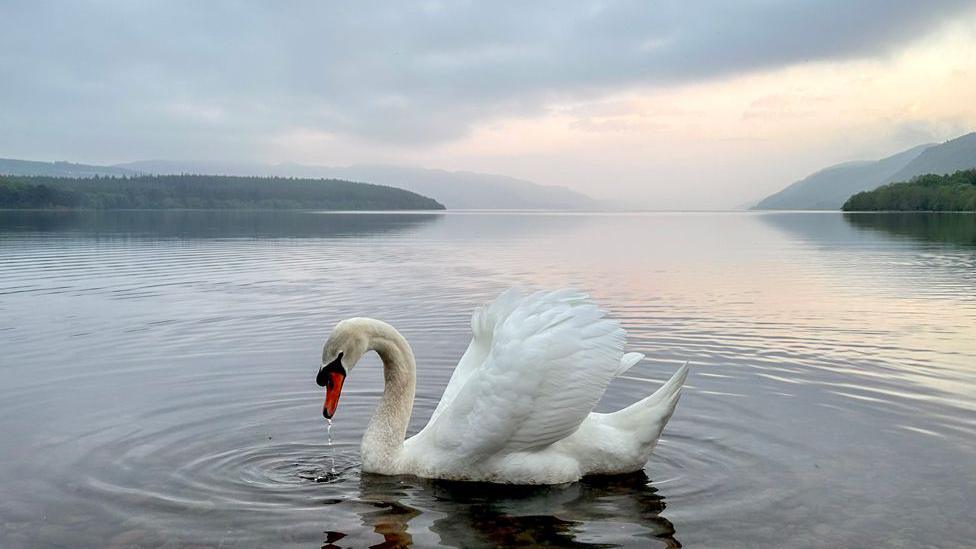 Swan