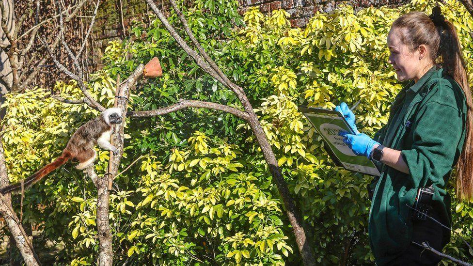 Woman in a green coat with bushes and a tree, in front of her a cotton-top tamarin is sat on on of the branches.