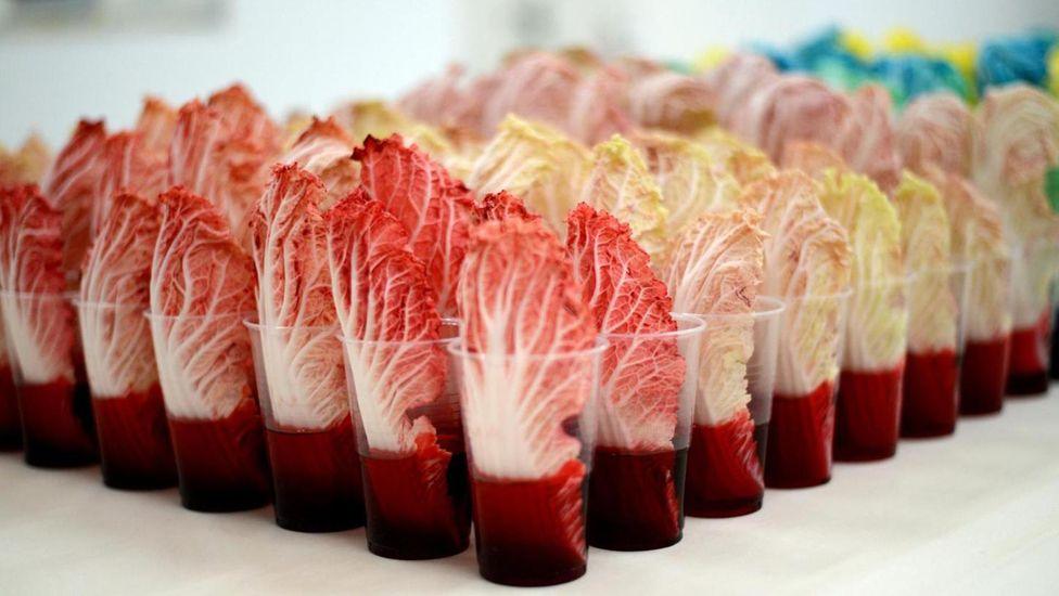 An array of individual Chinese cabbage leaves in clear plastic cups containing red dye. The leaves in the first two rows of cups are red, the next few are coloured light green, then brown, then turquoise then yellow.