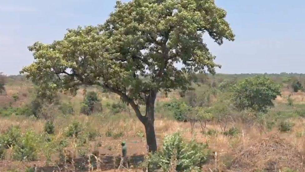 A shea nut tree in Uganda