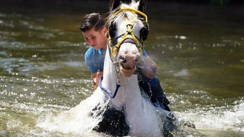 Many attendees to the Appleby Horse Fair ride their horses through the River Eden