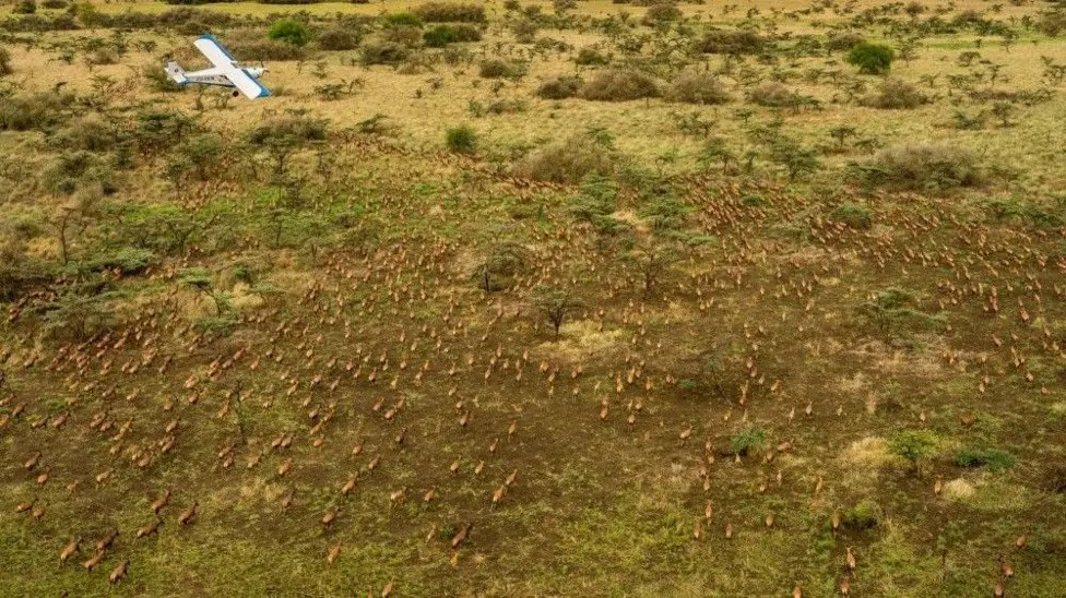 Six million antelope can be seen making their way from South Sudan. They travel across the border into the Gambella National Park in Ethiopia in what's called the 'Great Nile Migration'.