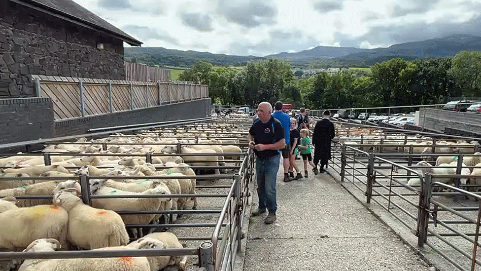 Dolgellau livestock market with sheep in pens in the foreground and the Welsh hills in the background
