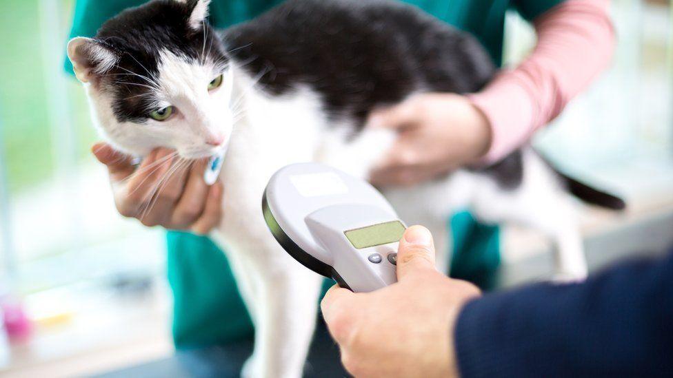 Cat being microchipped