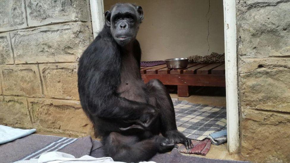 A chimpanzee sitting in a doorway. Its right arm is hanging by its side