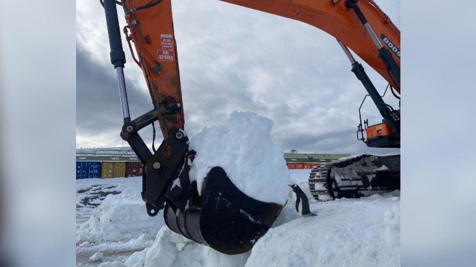 A penguin standing next to an orange excavator which is picking snow up from the ground. It looks very small next to the excavator's bucket.