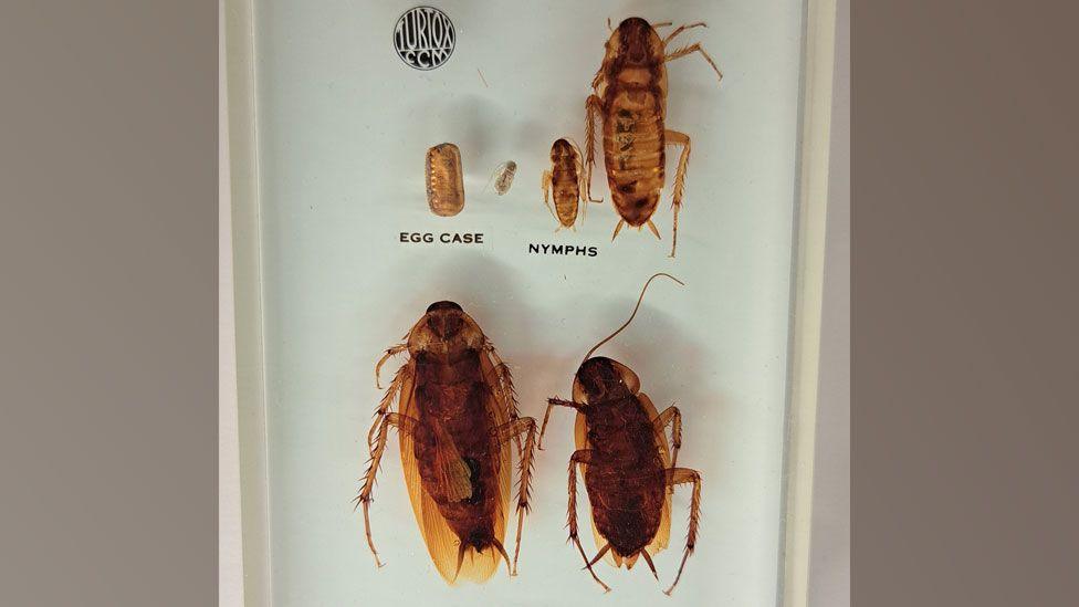 Cockroach specimens in a clear glass or plastic case, showing the insect at different stages of its development. There is a golden-brown egg case, two different sizes of nymphs and two larger adult specimens.