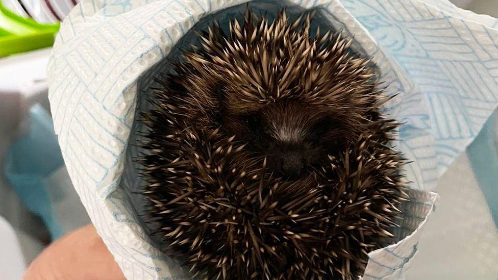 A close up of a young hedgehog curled up in a paper towel being held by a volunteer