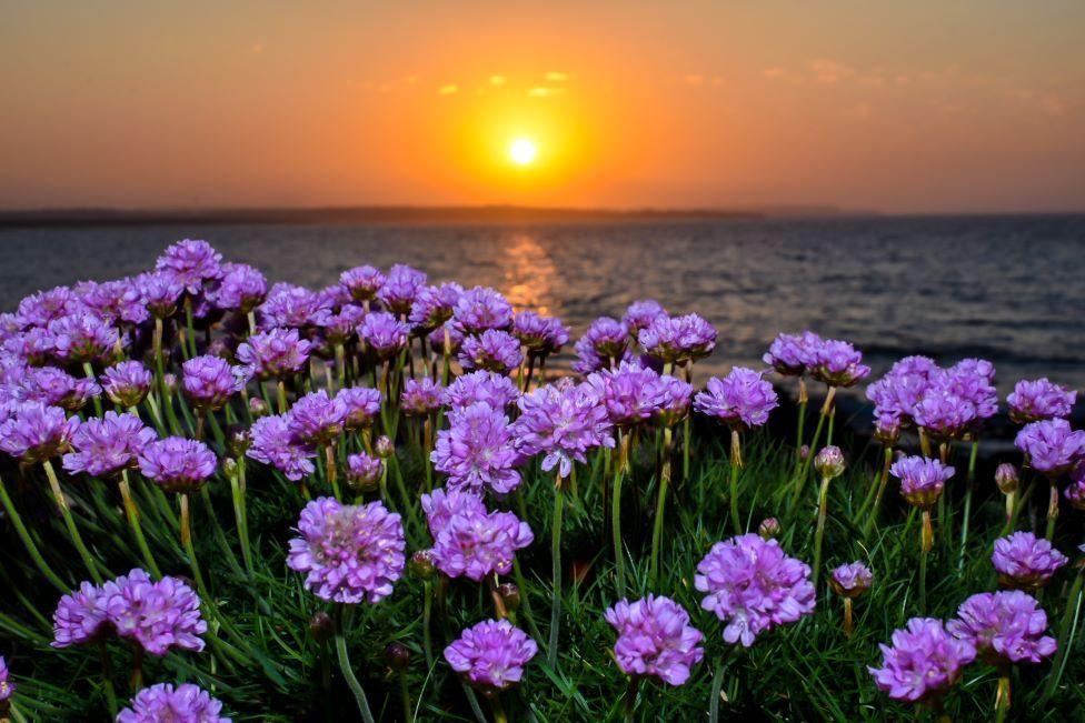 Flowers at sunset