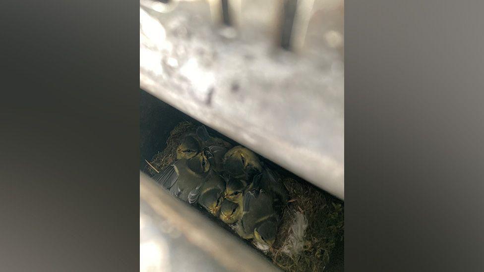 Ten chicks huddled together in a cigarette bin