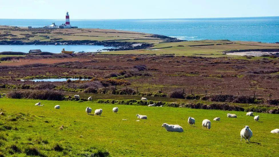 Sheep in a field, with the coastline and the sea beyond.