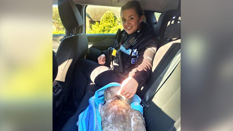 A woman police officer sitting in the back seat of a police car. She is smiling at the camera and has her hand over the young swan, still with grey feathers and wrapped in a blue towel.