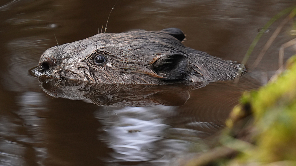 Generic image of a beaver swimming in water. Its head it just above the surface