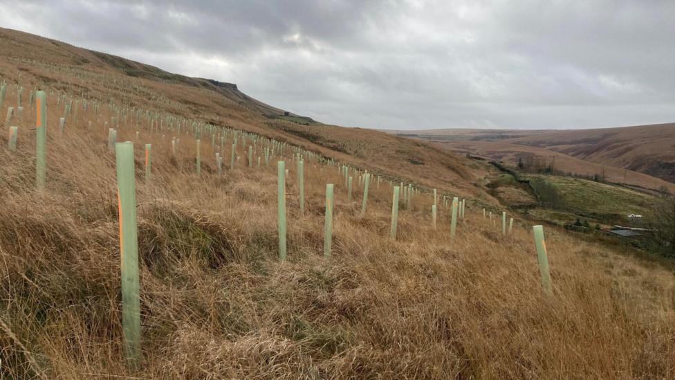 Moorland tree planting scheme close to completion near Huddersfield ...