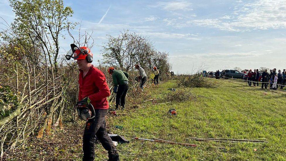 A row of competitors work on a hedge at the National Hedgelaying Championships. On the right of the image, a crowd of people can be seen watching the action.