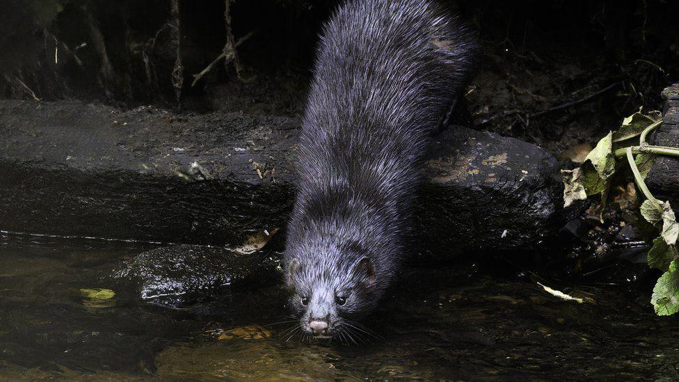 A mink with black fur moves towards a body of water