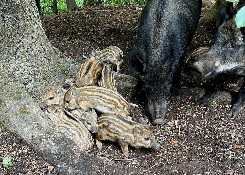 Boar piglets huddling to keep warm in the Irvine Valley