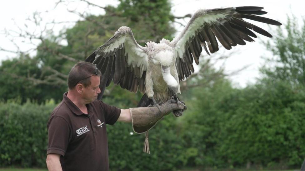 Newtown falconry centre to breed endangered life-saving vultures - BBC News