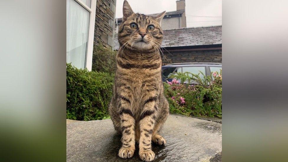 A brown cat stood portrait looking at the camera