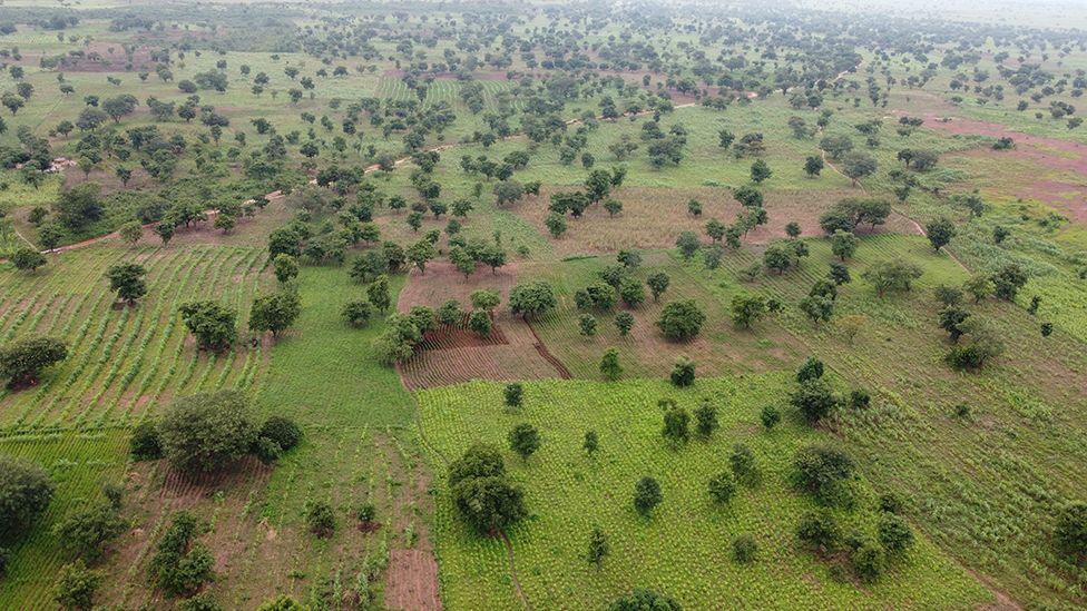 Drone shot of green fields in Niger state - the shea trees dot the landscape, among the cultivated farmland.