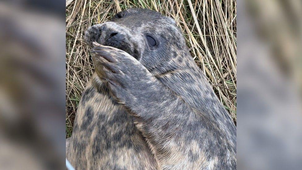 A seal laying on grass and holding its flipper to its mouth as if it looks surprised.