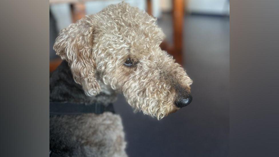 A dog with tight curly fur. She is a pale beige colour.