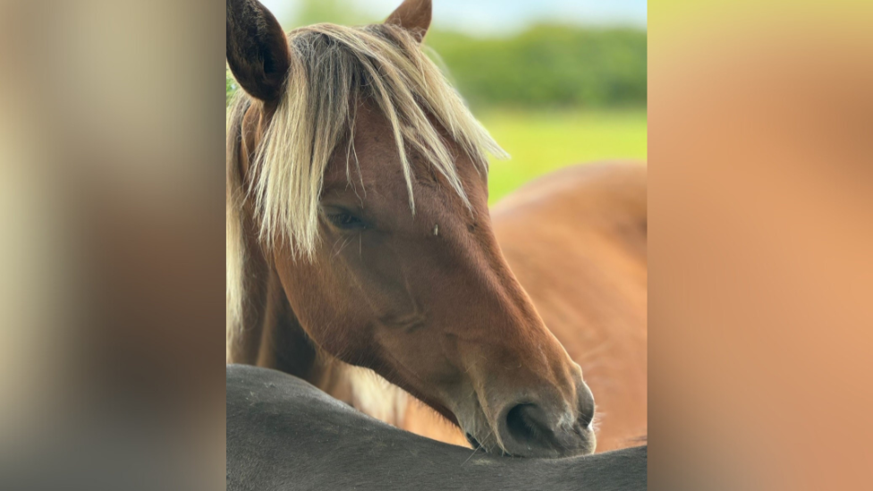 A close-up picture of a brown horse with a blonde mane 