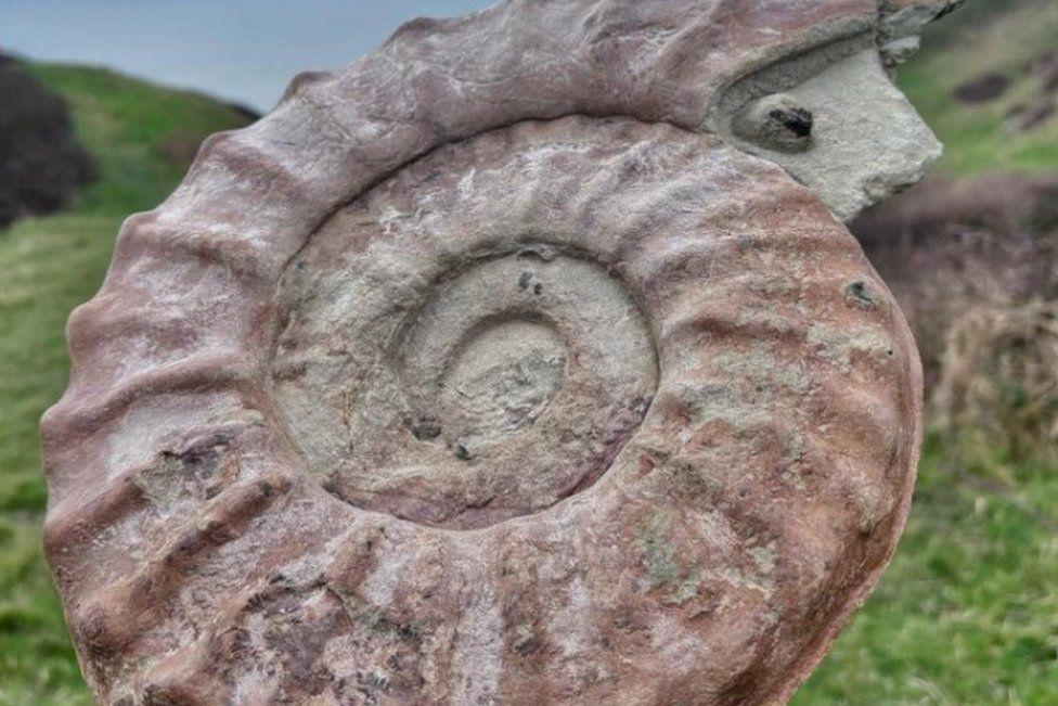 Fossil of spiral creature it is pinkish in colour with a ridged surface.