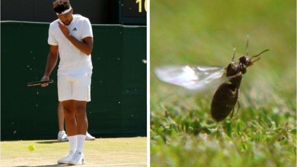 Ants flying around player at Wimbledon and ants on the grass. 