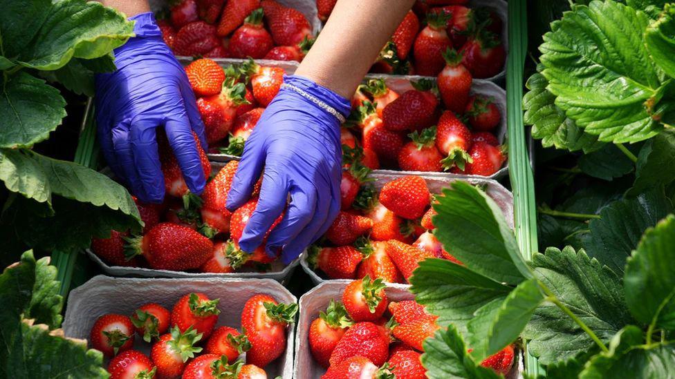 A close-up shot of gloved hands sorting through punnets of strawberries