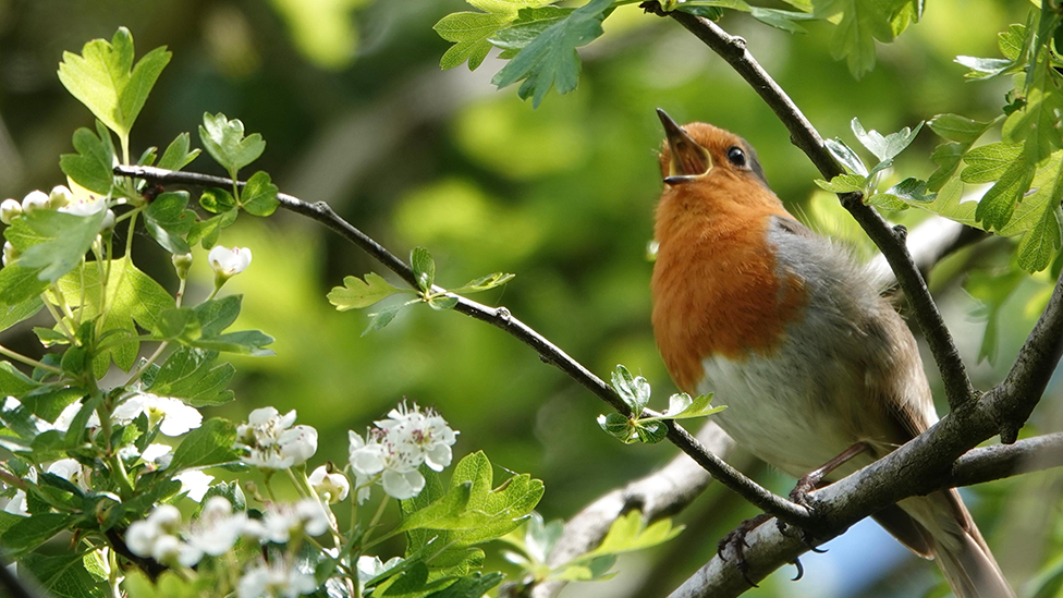 A close-up of a robin perched on a branch, with white blossom next to it on twigs.