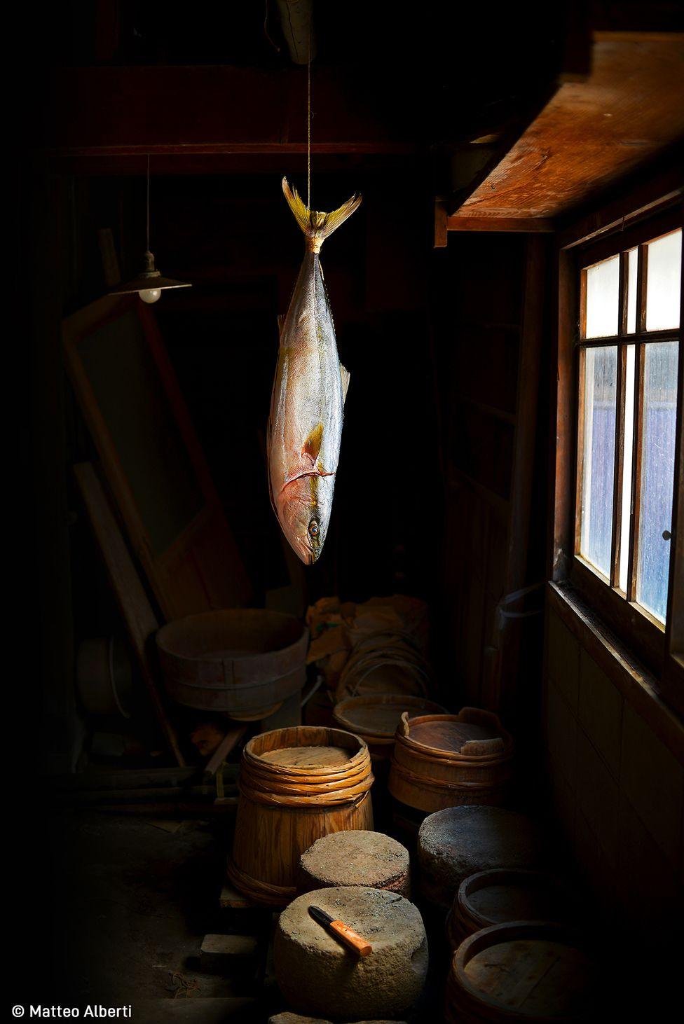 A Yellowtail fish hanging in a house to dry