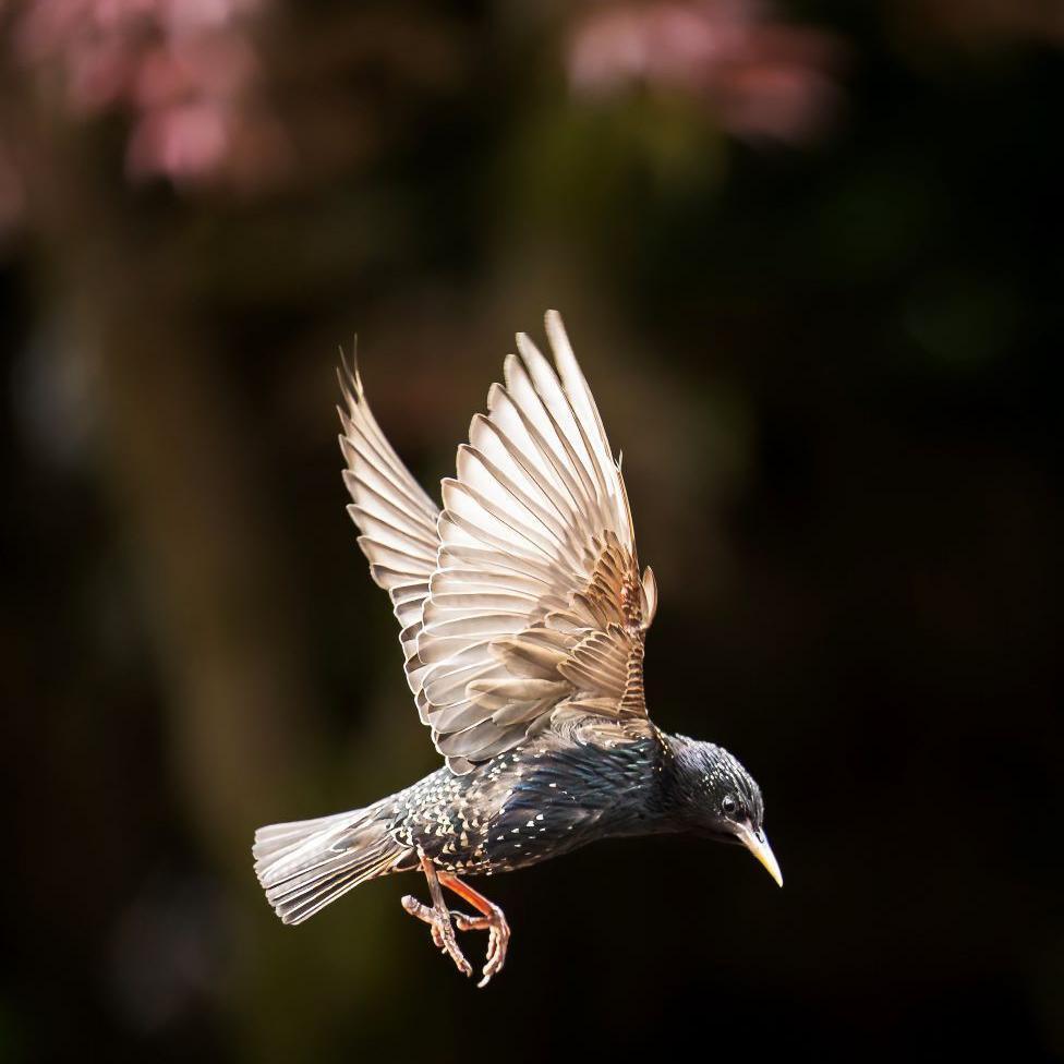 Starling