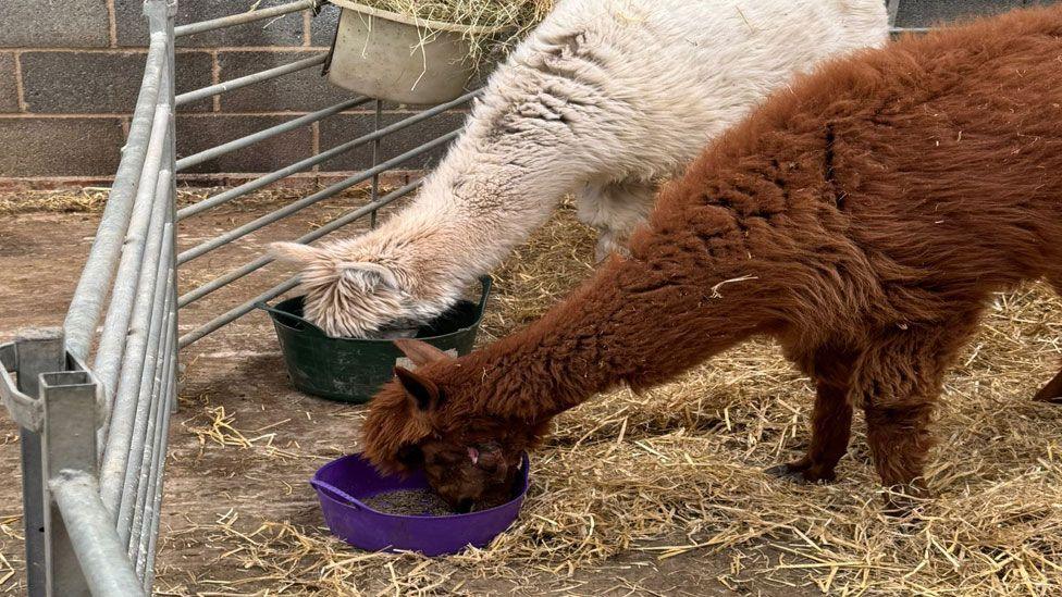 Two alpacas in a barn, side-on, with their heads in plastic feeding containers. The one at the back is cream coloured and in front of it is a brown alpaca. They are standing on hay.