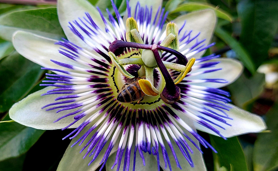 A close-up of a bee on a delicate purple and white passion flower, with green leaves slightly out of focus in the background
