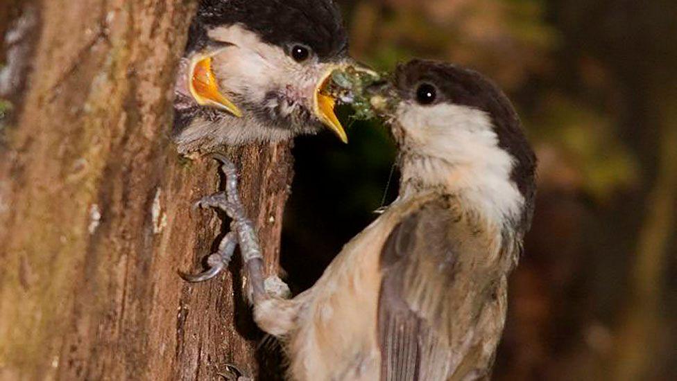 Willow tit feeding chicks