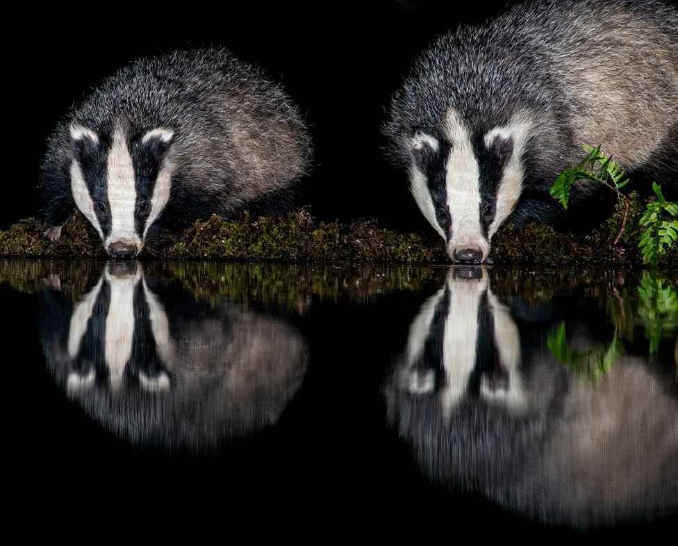 Two badgers side by side with their reflections showing in the water