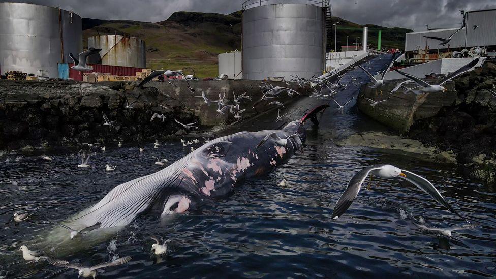 A fin whale lies waiting for its turn to be butchered at a whaling plant in Iceland before being sent to Japan.